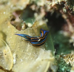 カラスキセワタガイ