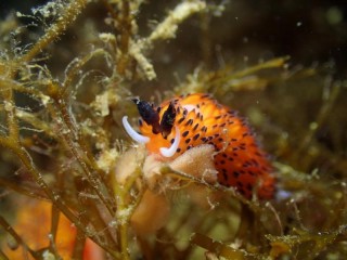 ツルガチゴミノウミウシ