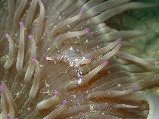 ハクセンアカホシカクレエビ