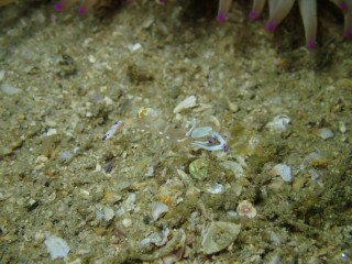 オドリカクレエビ