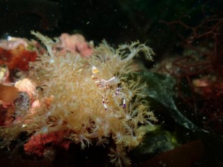 アカホシカクレエビ