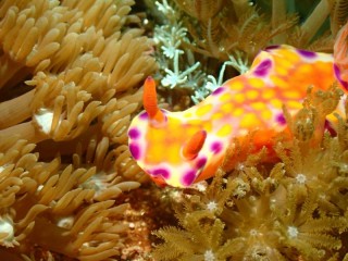 ニシキウミウシ