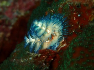 イバラカンザシ