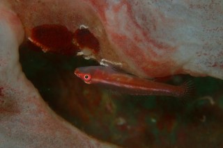 スケロクウミタケハゼ