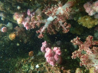 歩いてポンのソフトコーラル❤️