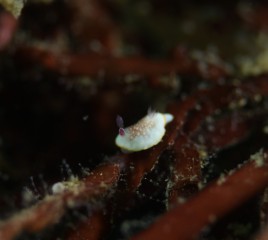 おチビちゃんサラサウミウシ