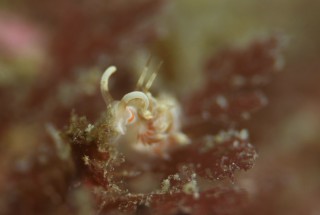 この子はどなたでしょうか