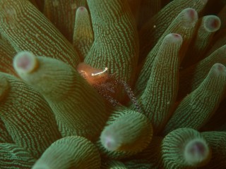 カザリイソギンチャクエビ