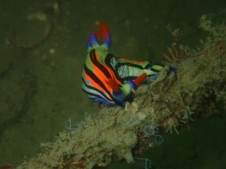 セトリュウグウウミウシ