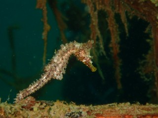 タツノオトシゴ