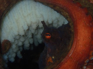 タコのお母さん今日も頑張っていました
