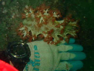 巨大ニシドマリハナガサウミウシ