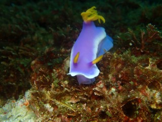 シンデレラウミウシ