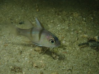 ヨコスジイシモチ