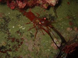 ヤイトサラサエビ