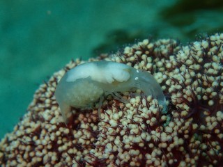 トゲトサカテッポウエビ