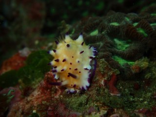 レンゲウミウシ