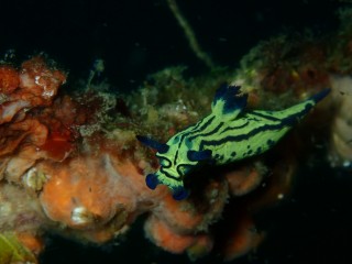 オオクチリュウグウウミウシ