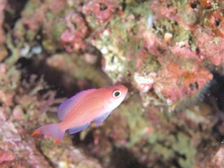 アカオビハナダイ