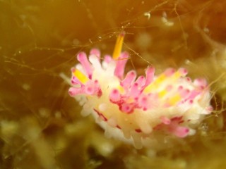 センヒメウミウシ