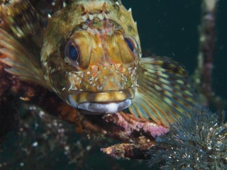 カサゴ（アラカブ）