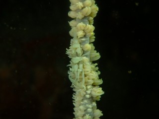 ムチカラマツエビ