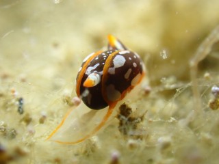 アユカワウミコチョウ