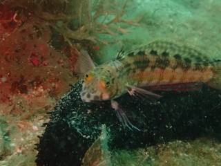 ナマコ大好きちゃん(笑)