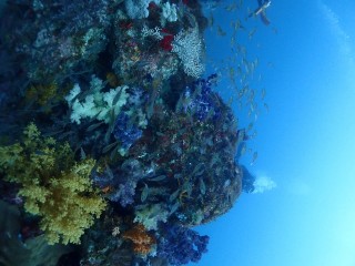 滝ヶ原Dのソフトコーラル