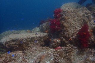 ソフトコーラル