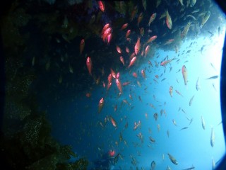 ツボカセのキンメモドキの群れ！