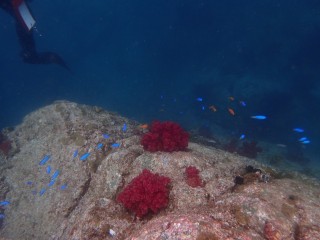 ソラスズメダイ