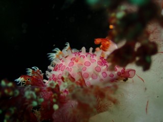 テンロクケボリガイ