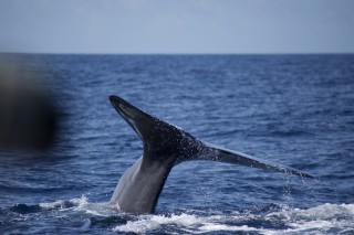 マッコウクジラ