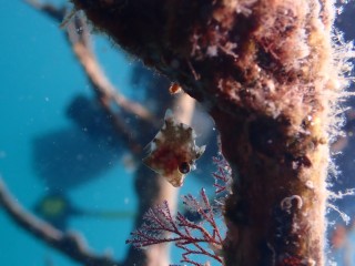 カワハギの子供