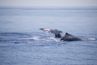 マッコウクジラ