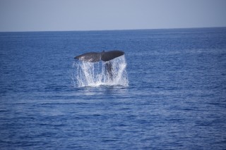 マッコウクジラ