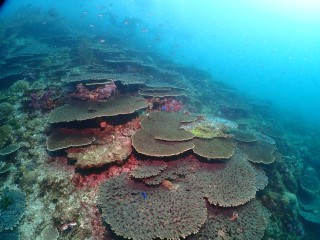 599テーブルサンゴ