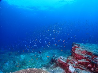 魚サカナさかな