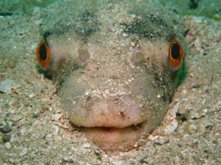 きずいたら足元にヒガンフグ