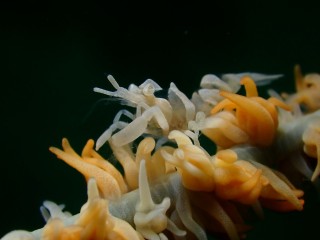 キミシグレカクレエビ