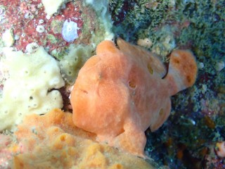 ベニカエルアンコウ