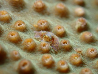 アシビロサンゴヤドリガニ