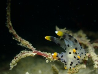 ツノザヤウミウシ