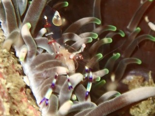 アカホシカクレエビ