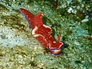 ニシキウミウシ