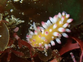 イガグリウミウシ