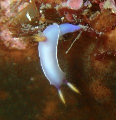 ゾウゲイロウミウシ