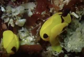 キイロウミコチョウ