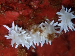 シロイバラウミウシ